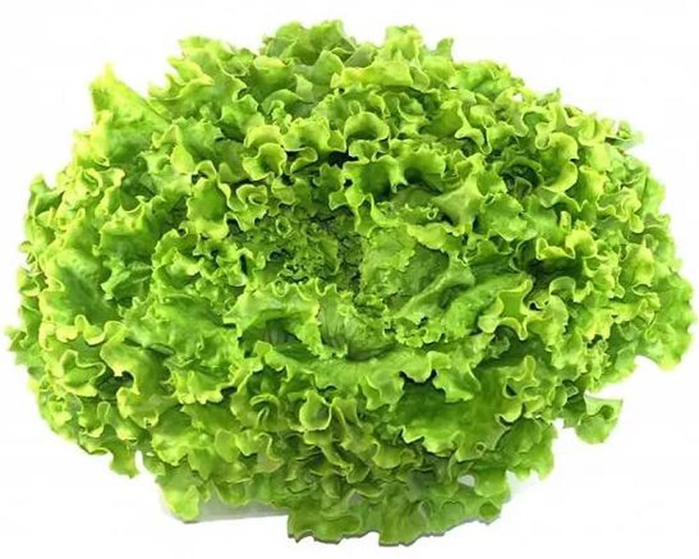 Lettuce