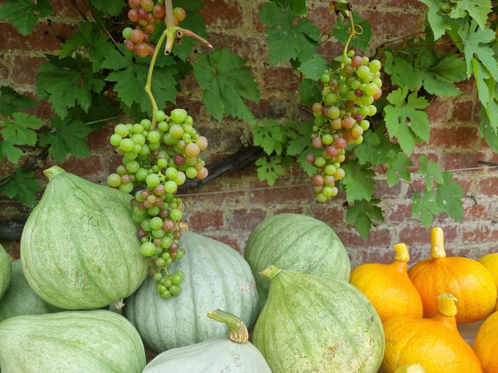 Squash Blue Ballet