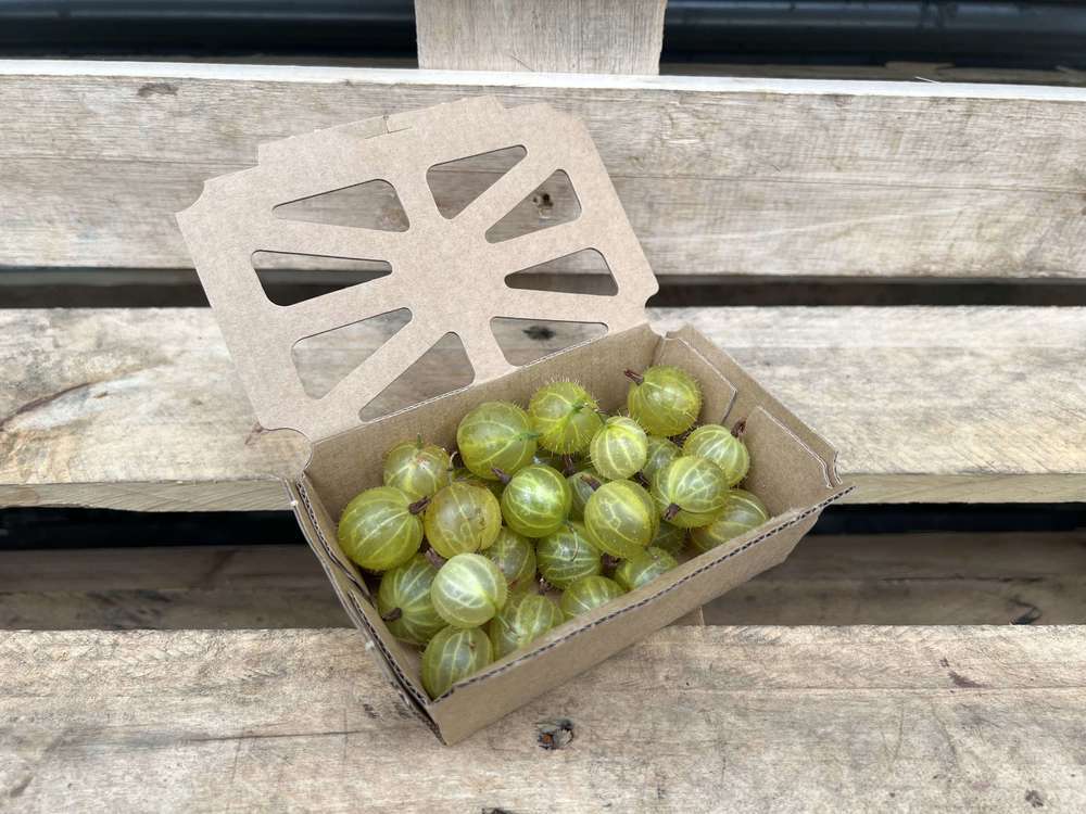 Gooseberries: Green/Red