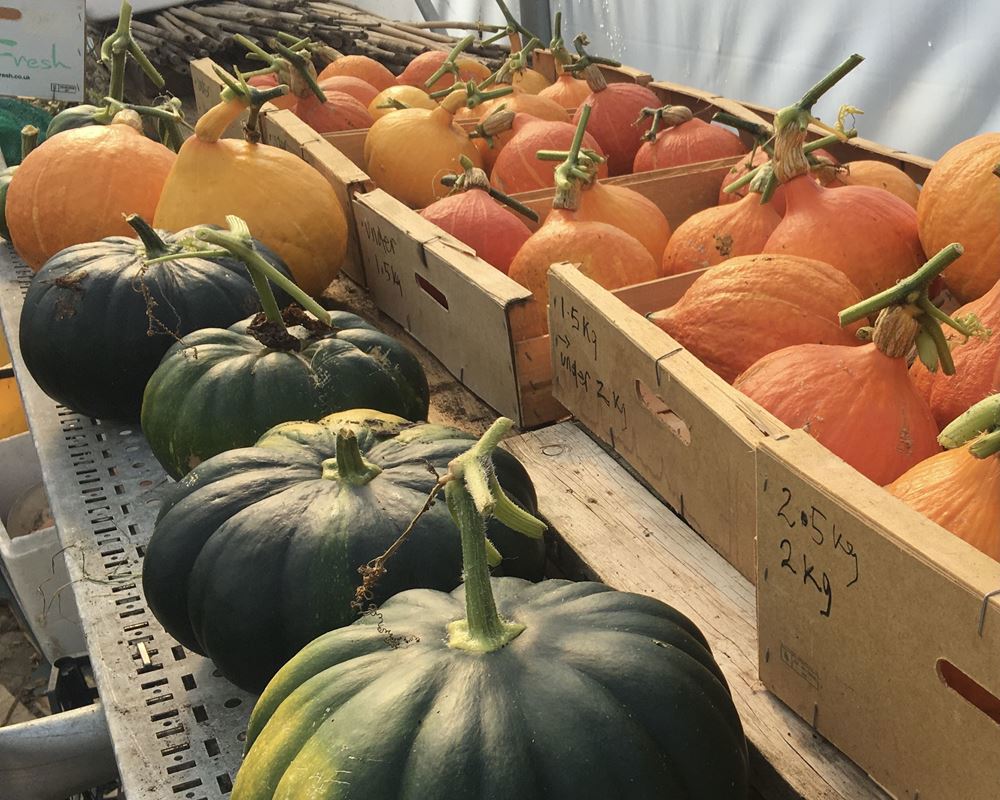 Squash - Hokkaido - small