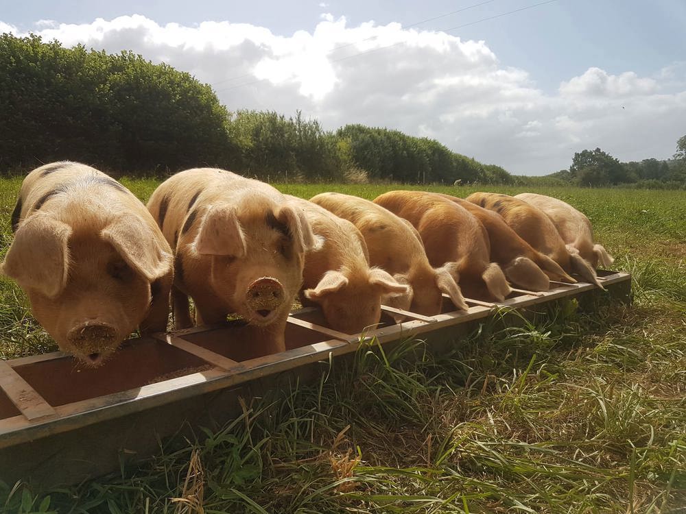 Organic Pork Stock Bones - approx 1kg (frozen)