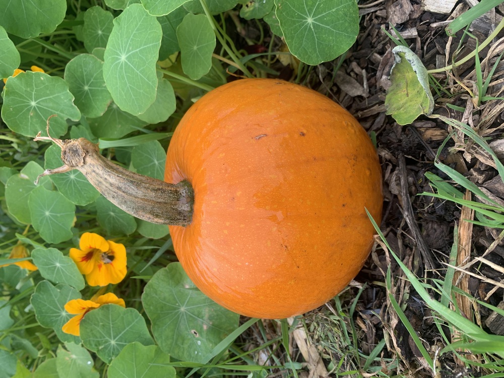 Organic Pumpkin