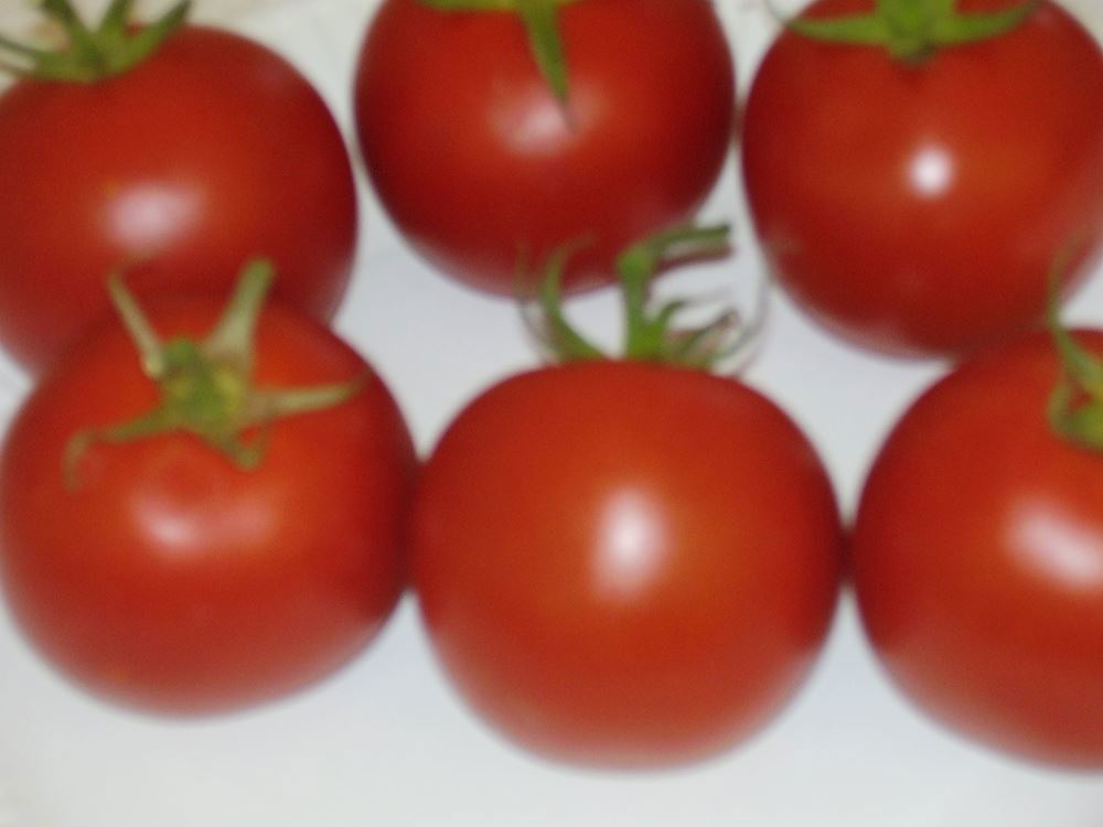 Tomatoes - IOW cherry vine