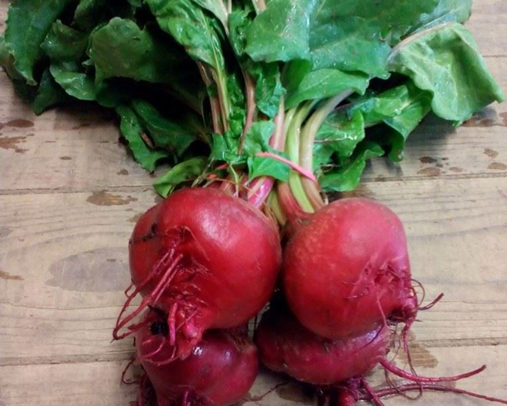 Beetroot Chioggia - Bunch