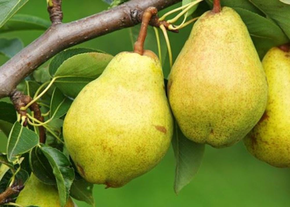 Pears