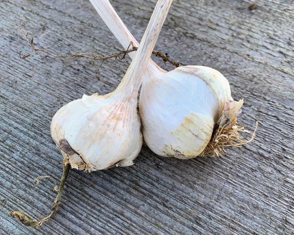 Garlic