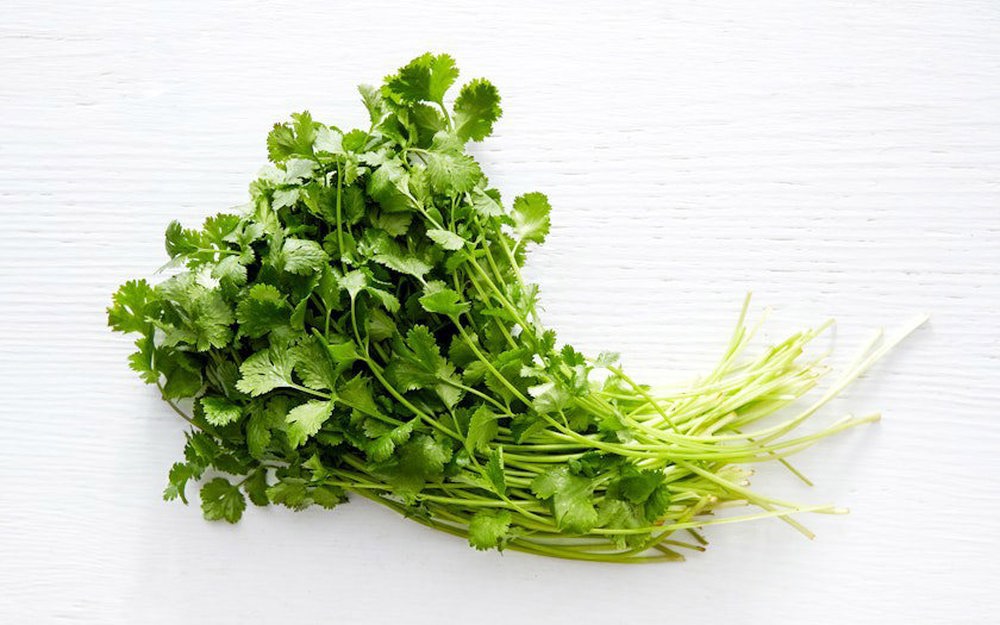 Coriander Bunch