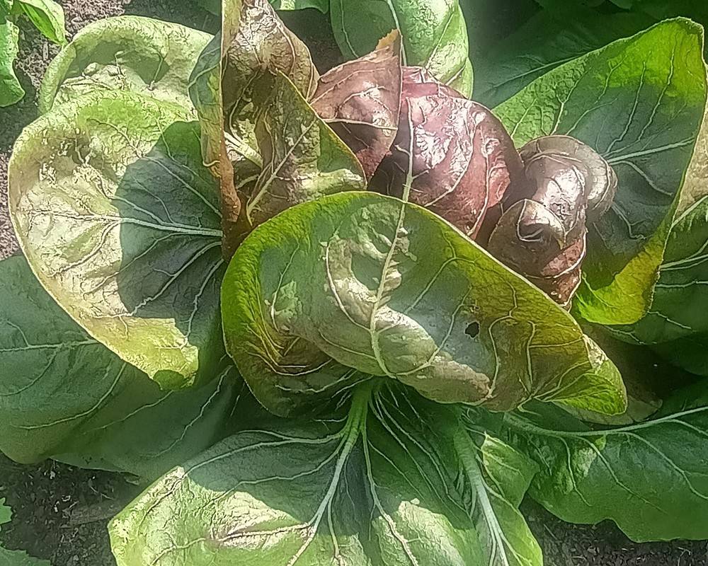 Lettuce - Treviso (each) (Own Grown)