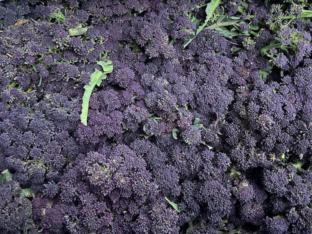 Purple Sprouting Broccoli (Peterborough, UK)