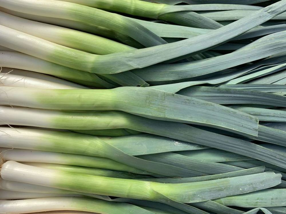 Leeks (Lancashire, UK)