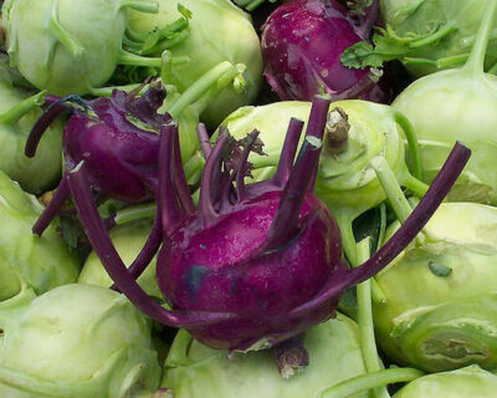 Kohl Rabi