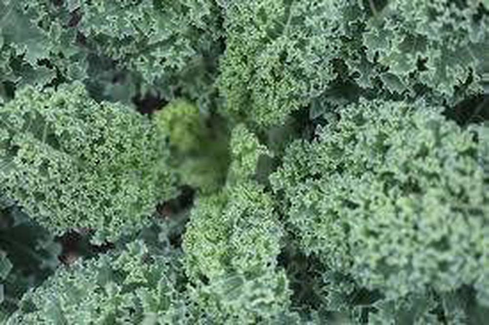 Kale (7-9 stalks in a bunch)