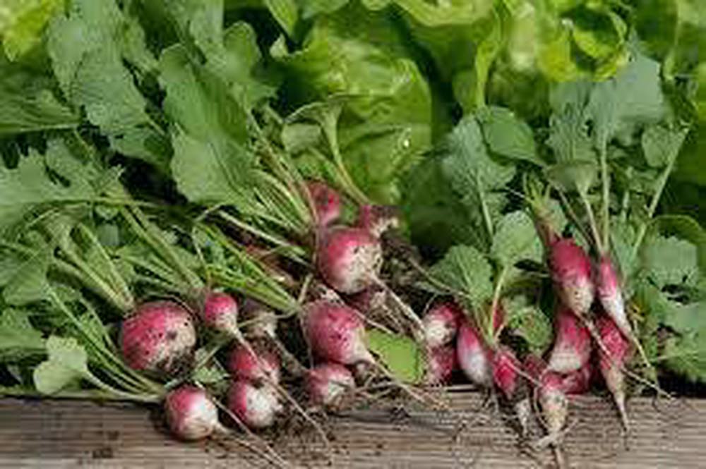 Radish - British Organic Red - 1 Bunch
