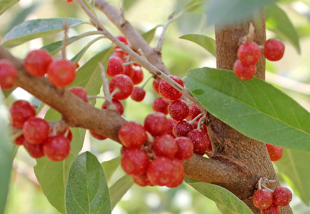 Autumn Olive Berries