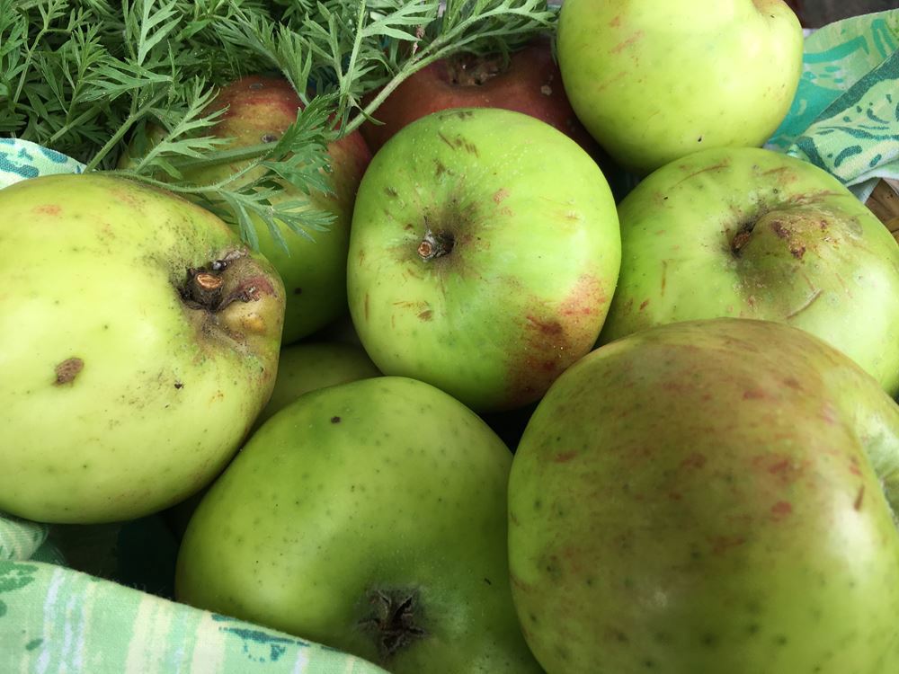 Apples - Bramley - Cooking