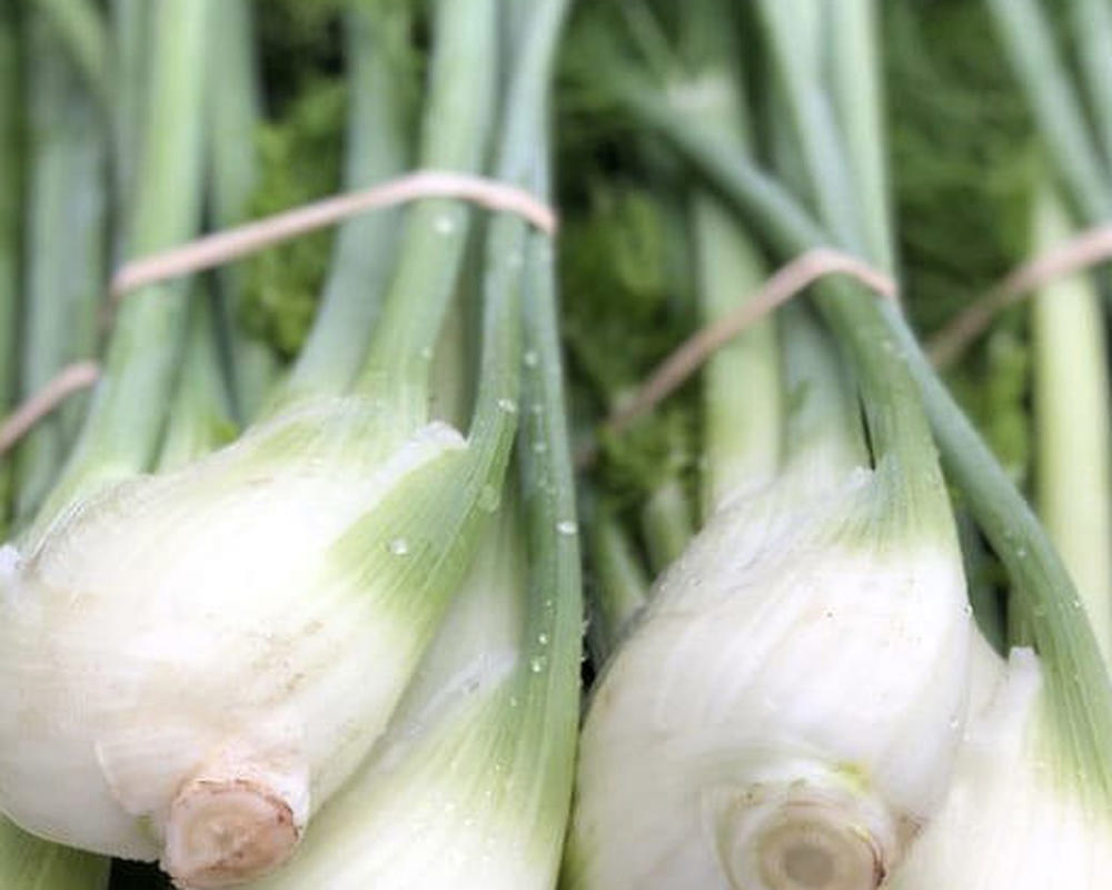 Fennel Bulb