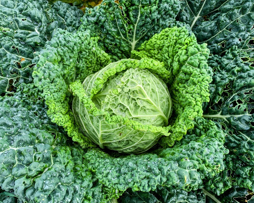 Organic Savoy Cabbage