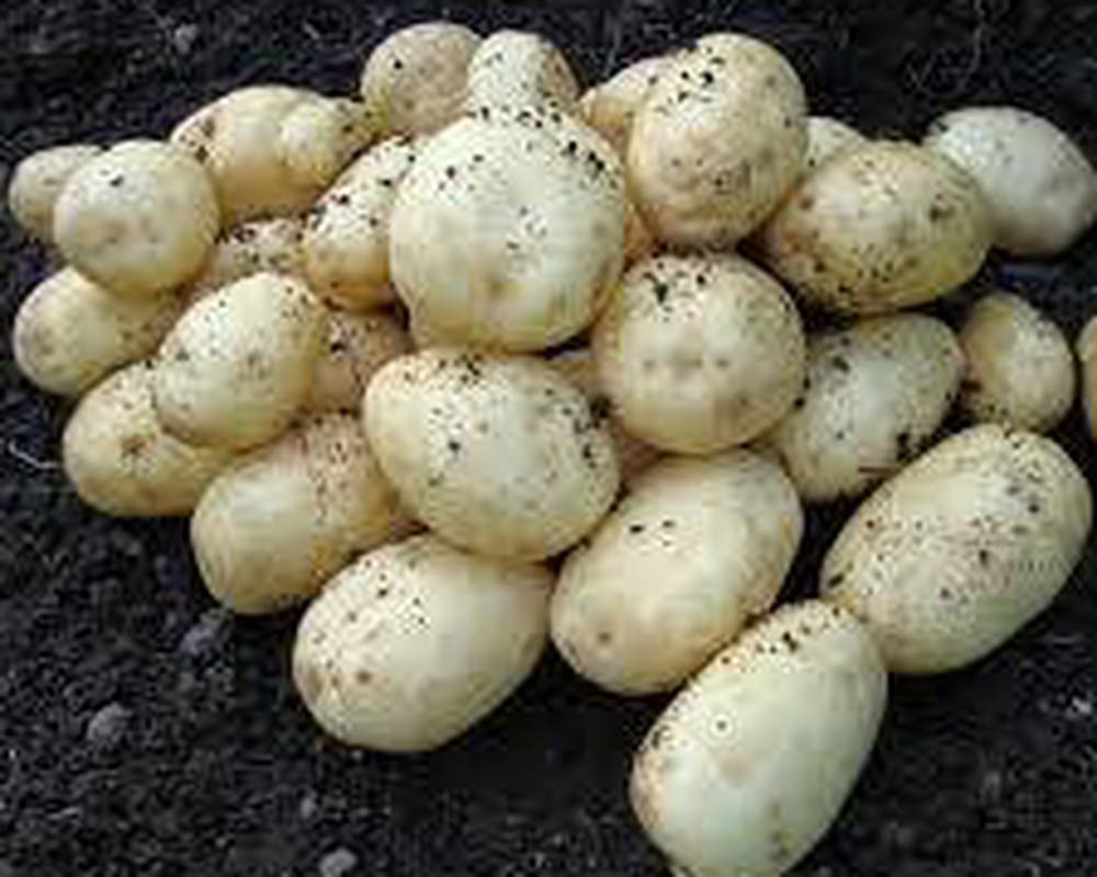 Potatoes - Accord - new
