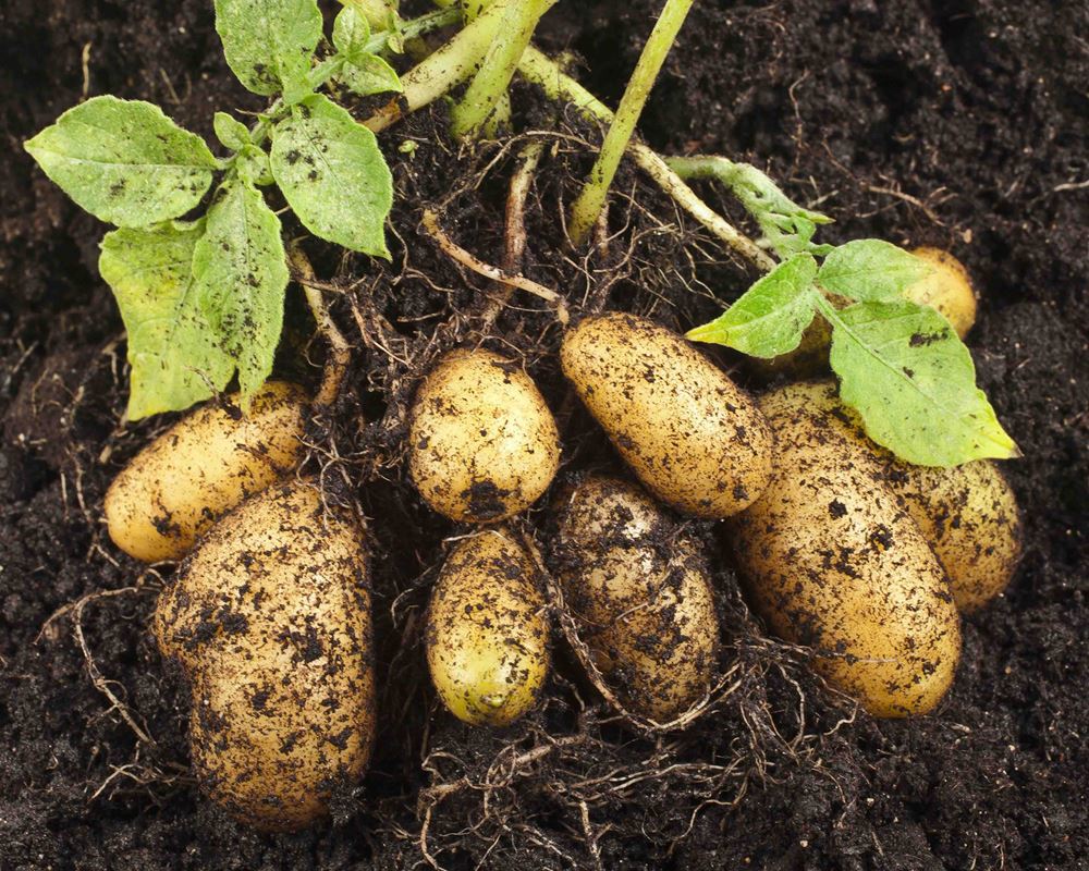 Potatoes Salad