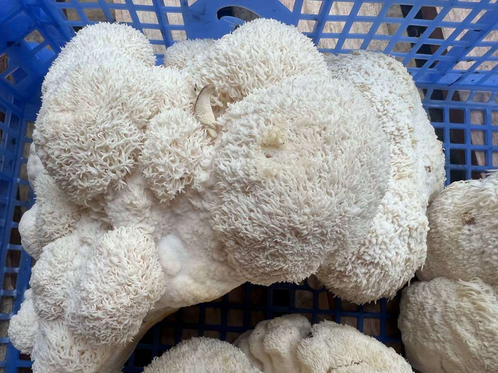 Mushroom: Lion's Mane