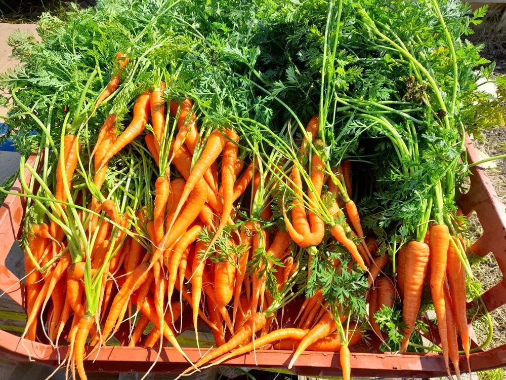 Carrots (500g)