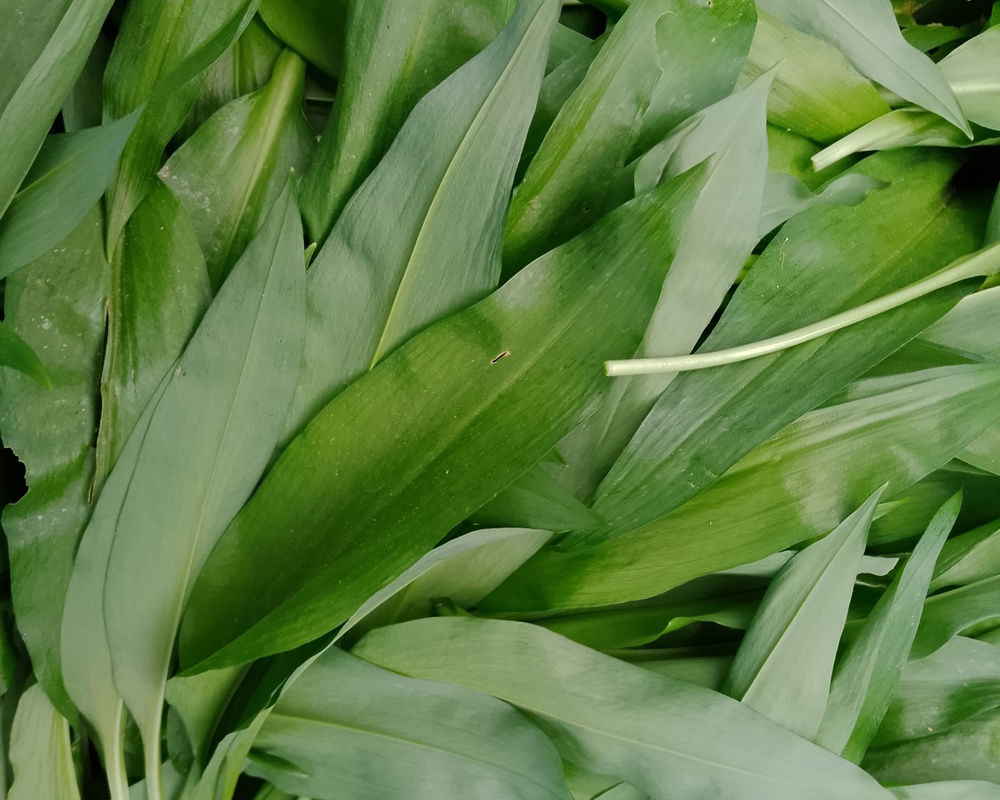 Wild Garlic, 100g