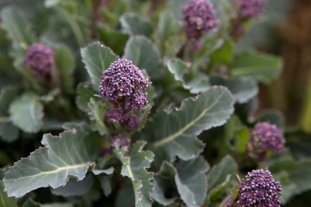 Broccoli - Purple sprouting