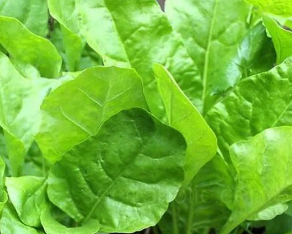 Spinach Beet