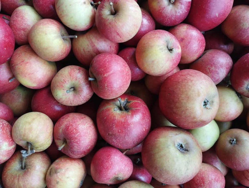 Cox's Apples