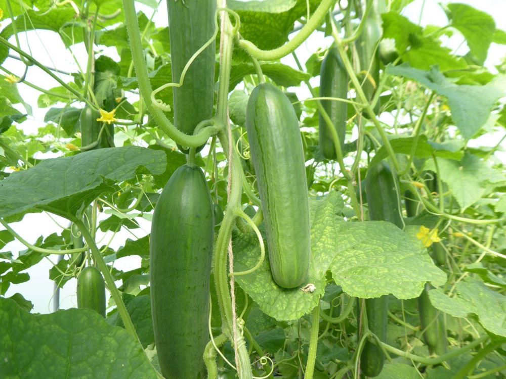 V.Cucumber -short
