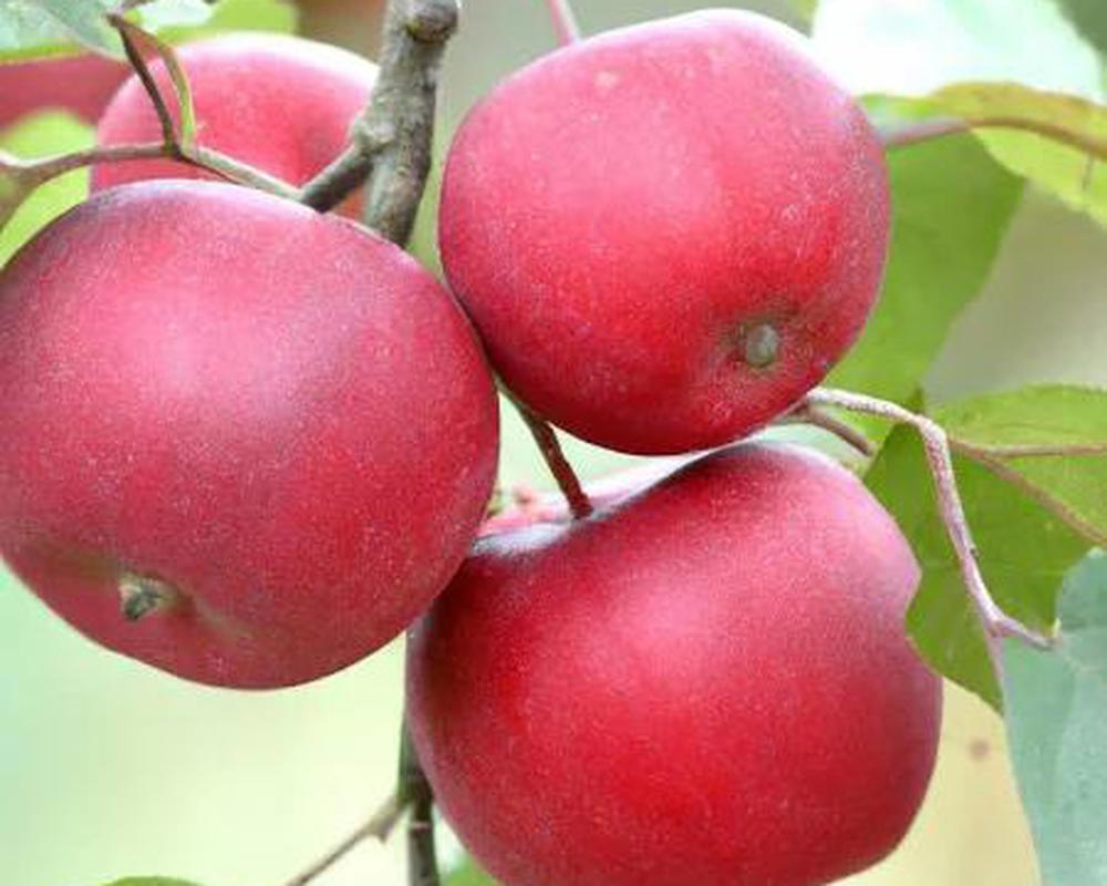 Apples - British Organic Red Devil ~ 6- 10 units