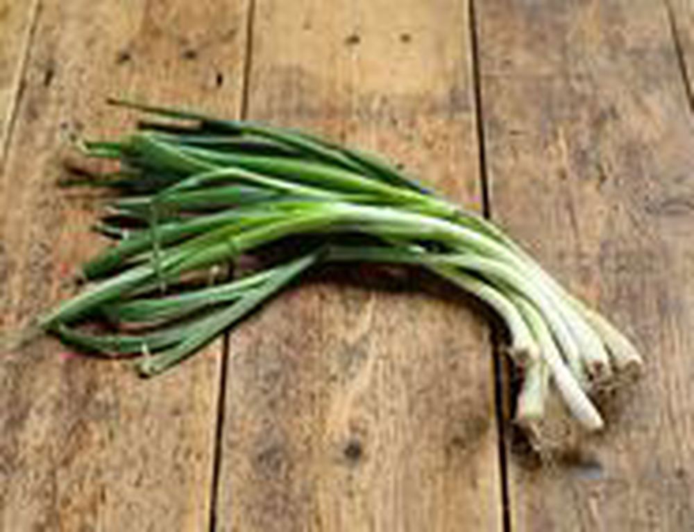Spring Onion - British Organic - 1 bunch