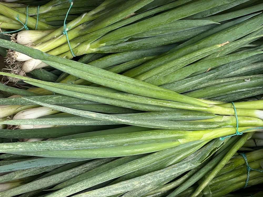 Spring Onion - British Organic - 1 bunch