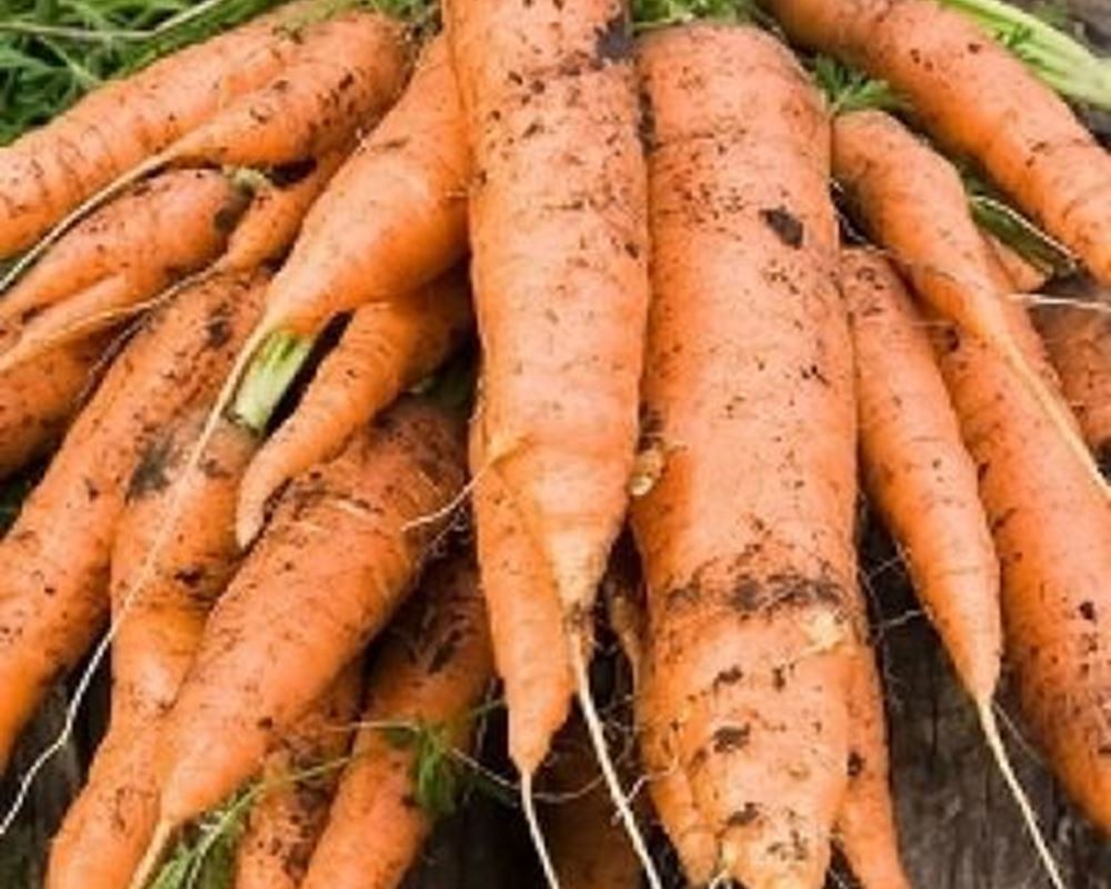 Carrots - Organic New Seasons!