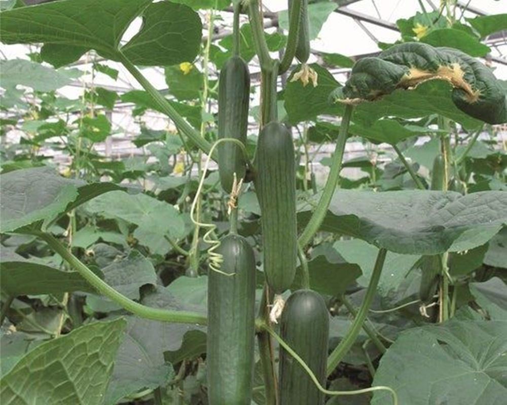 Baby Cucumbers