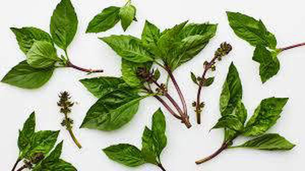 Basil, Thai