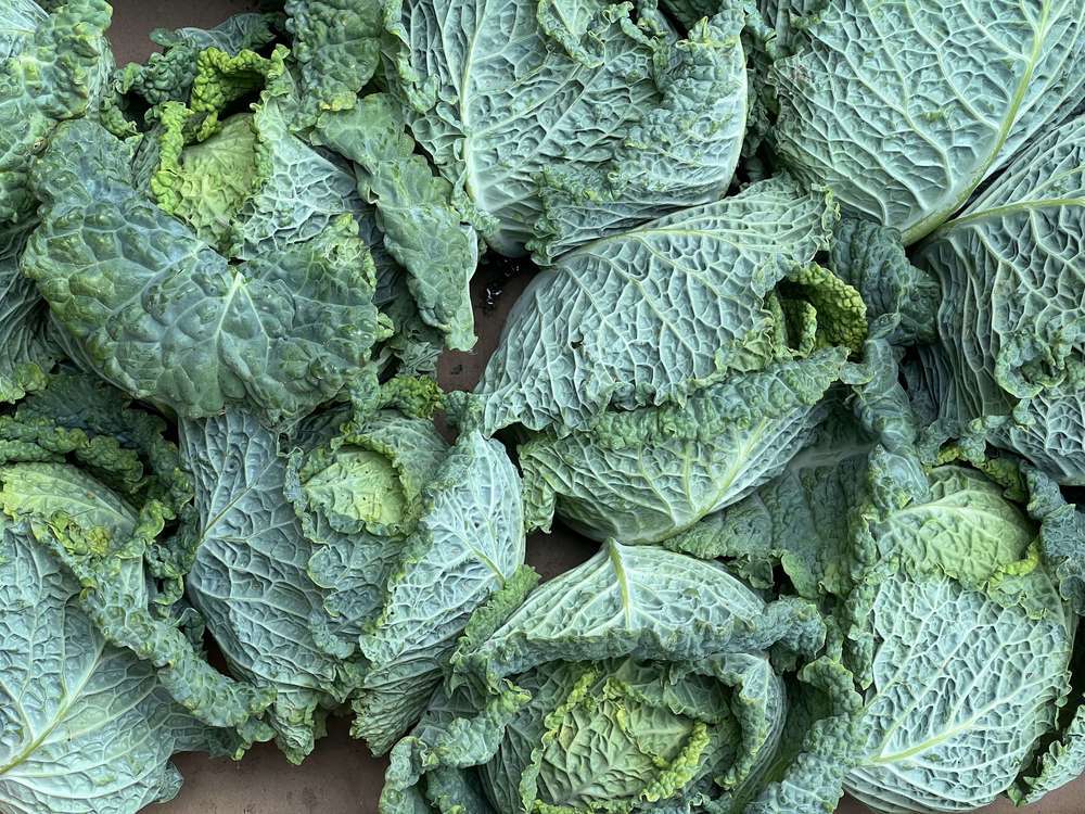 Savoy Cabbage