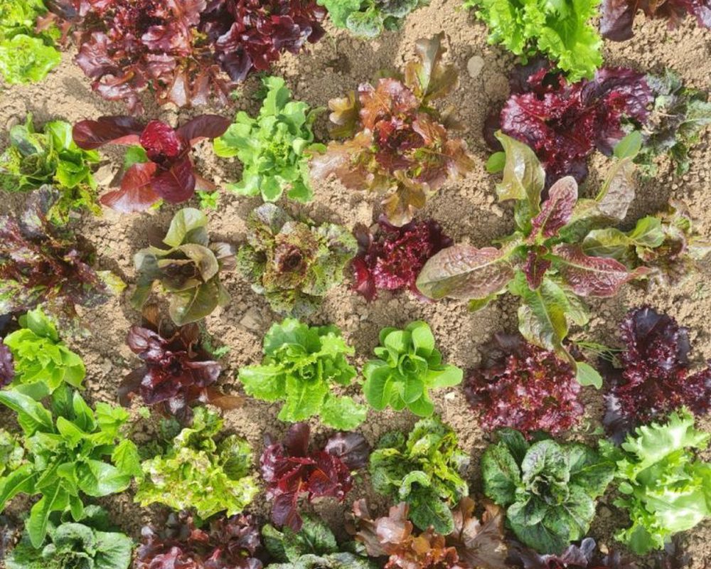 Lettuce (Wild Garden Mix)