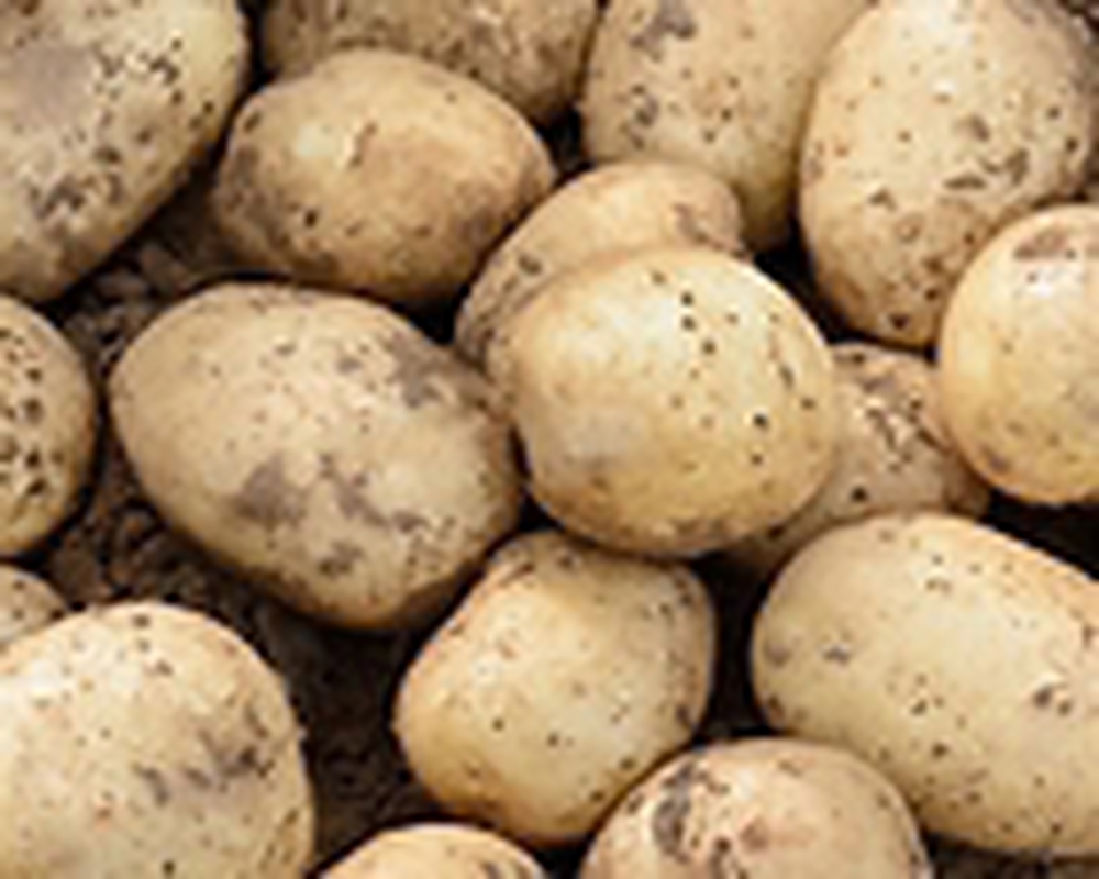 potato casablanca