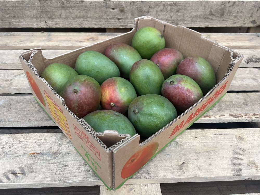 Organic Mango Kent