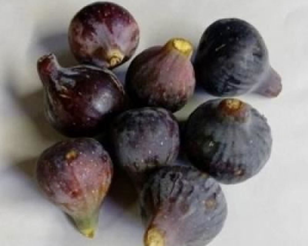 Figs - Organic ESP