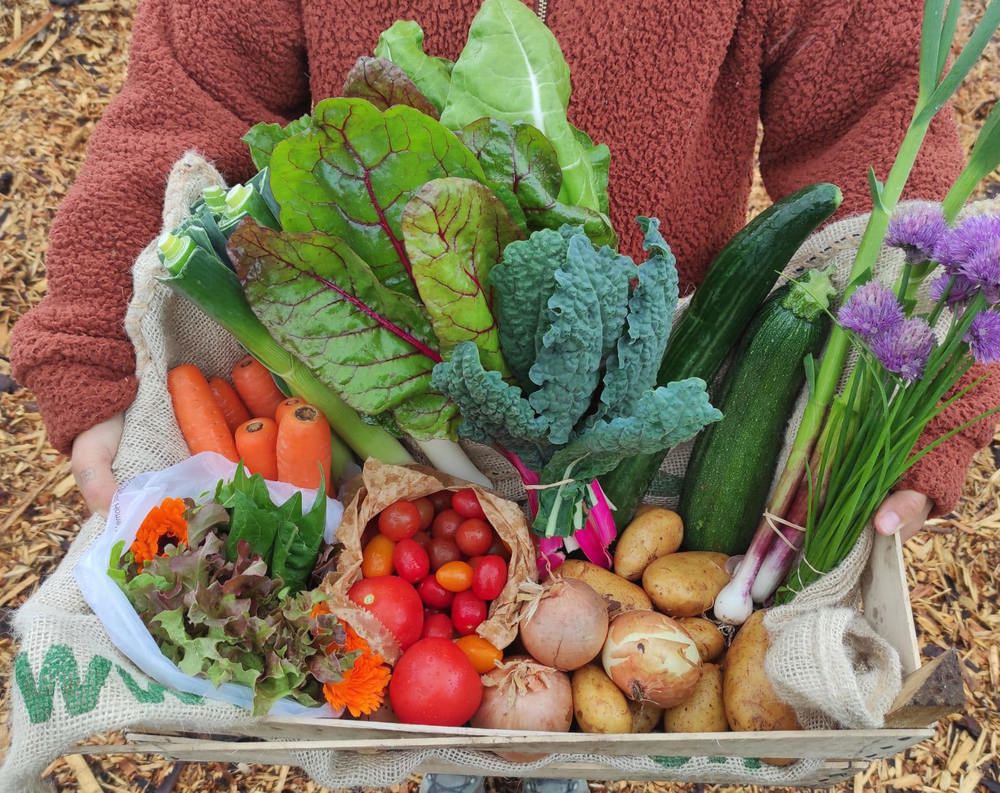 Large Organic Veg Box