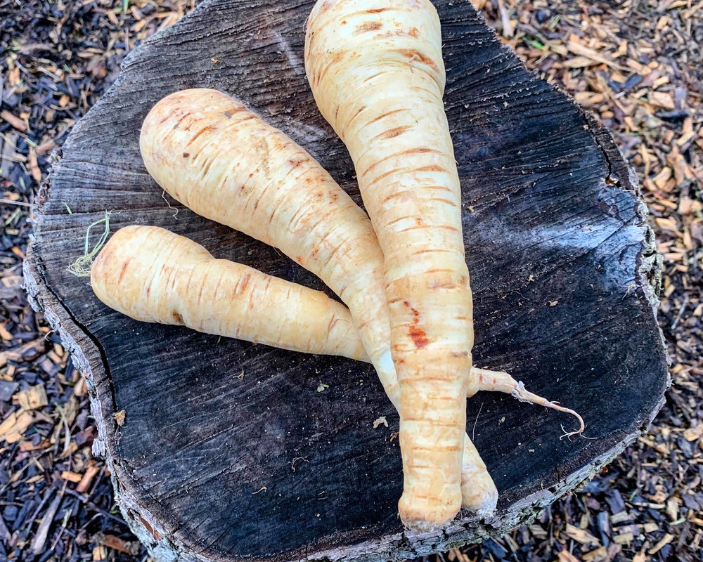 Organic Parsnips