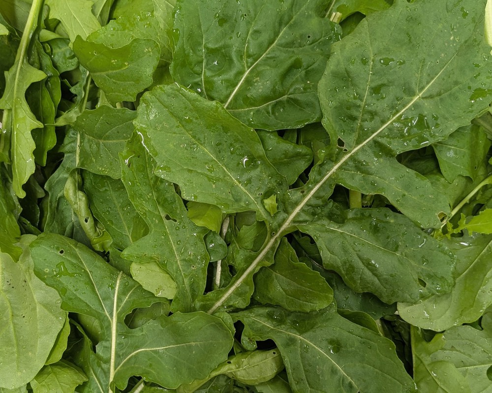 Local Rocket Leaves