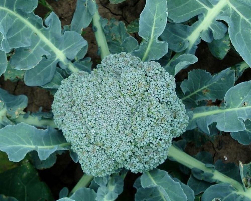 Broccoli