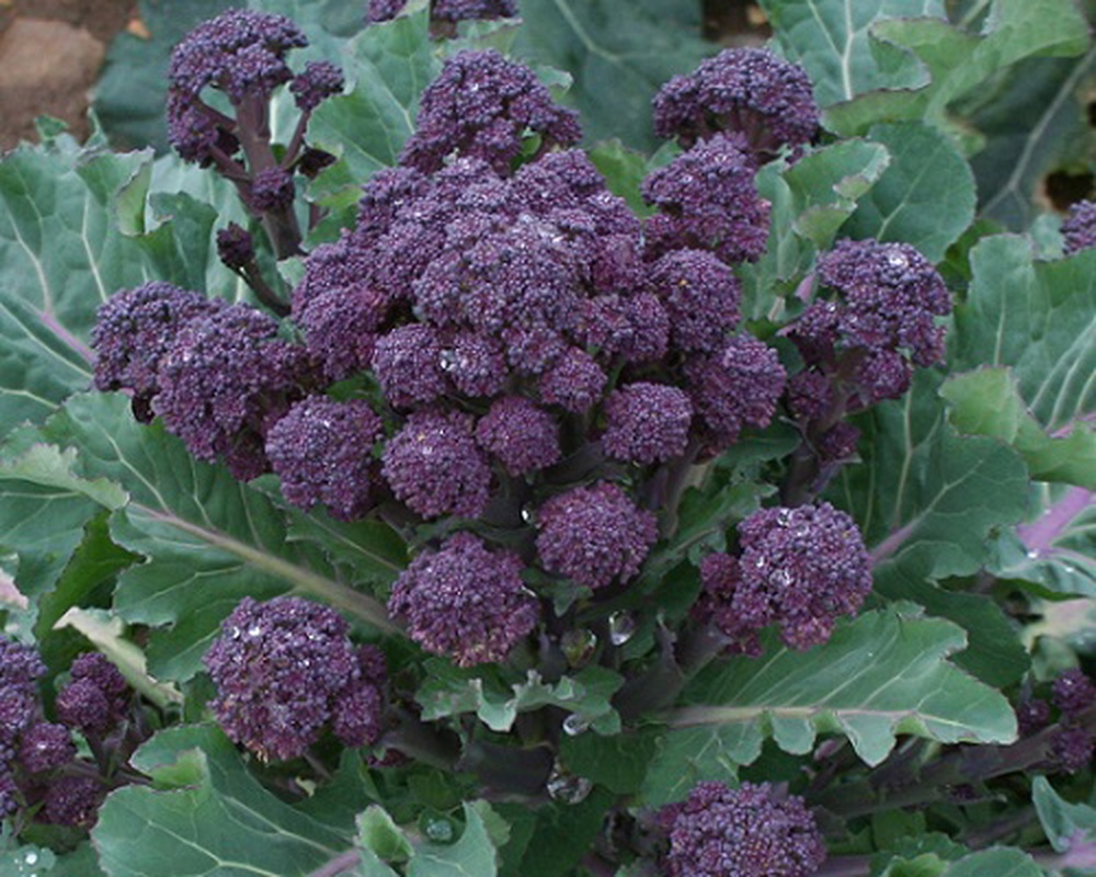 Organic Purple Sprouting Broccoli