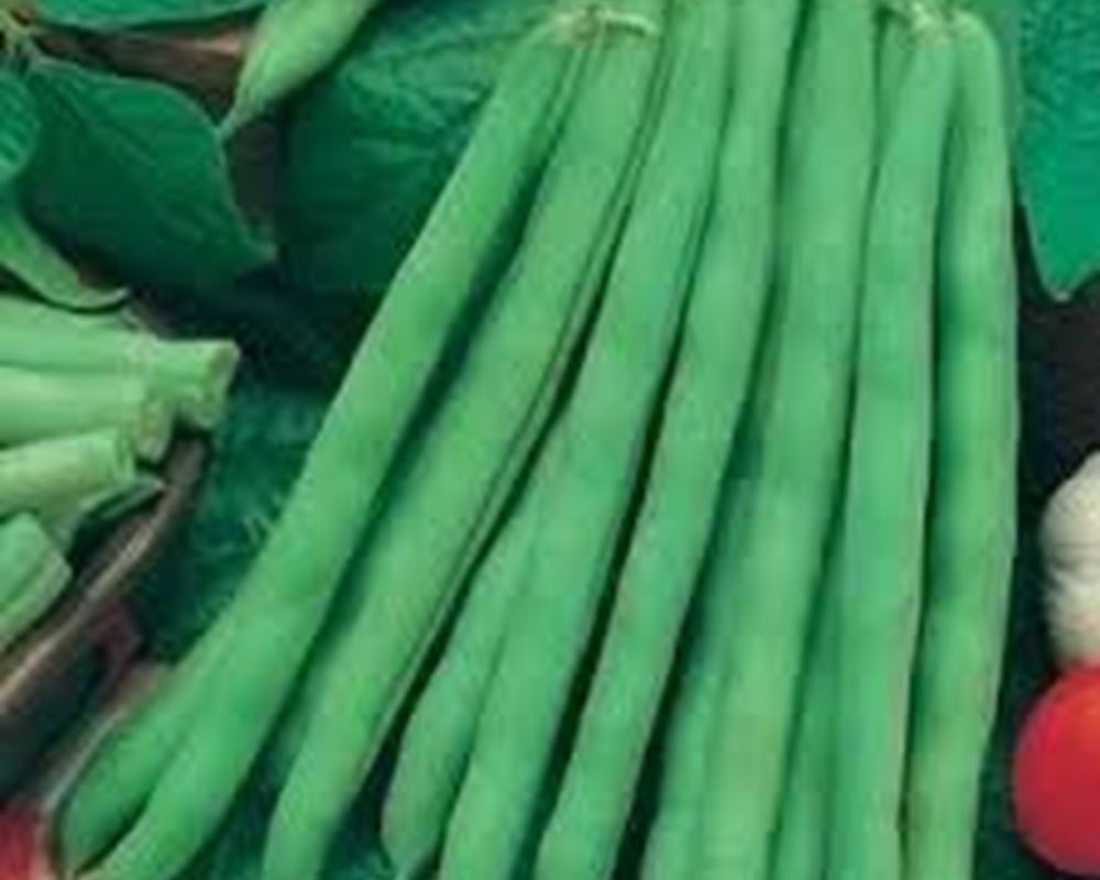 French Beans - Mixed 200g (Own Grown)