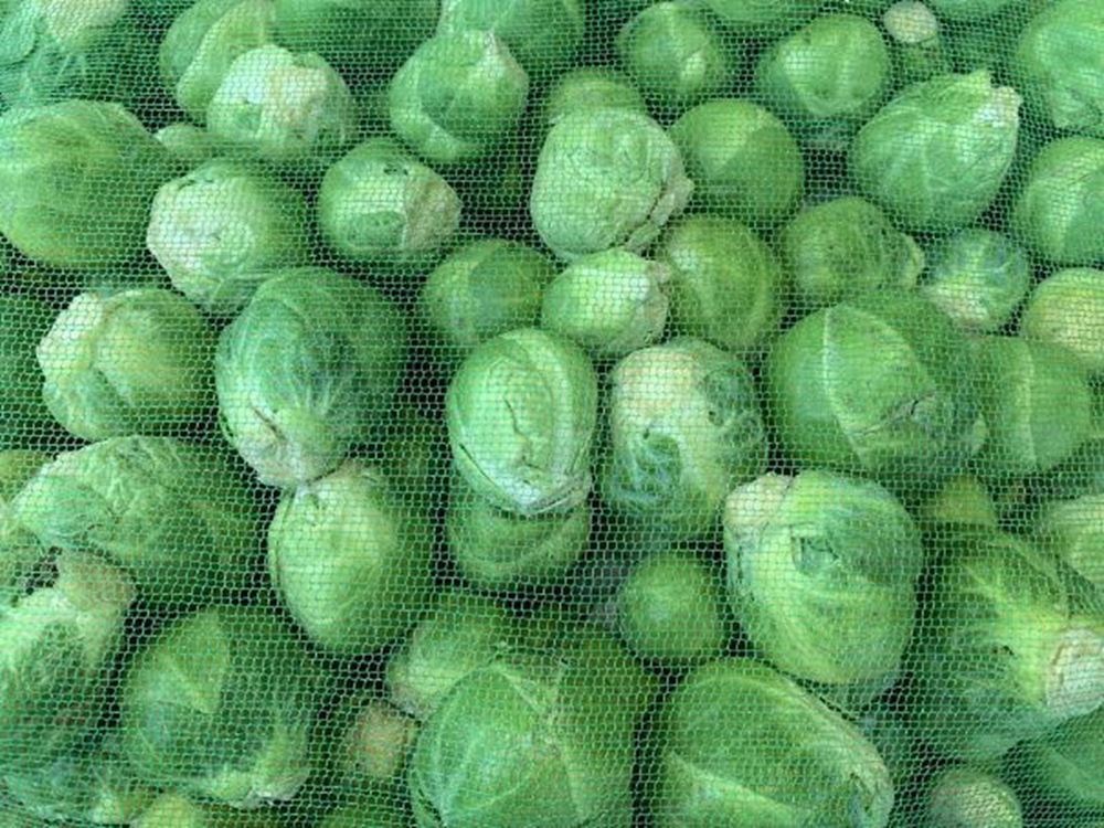 Sprouts (UK)