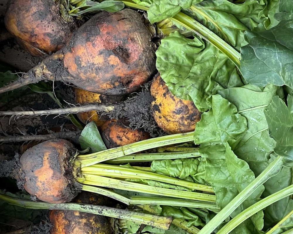 Beetroot - Golden Bunched (Lancashire, UK)