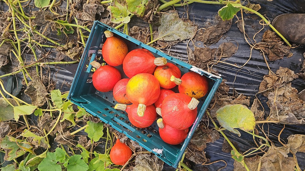 Squash Orange Hokkaido